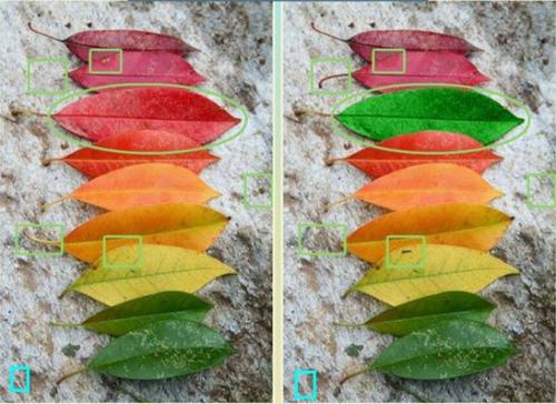 5 отличий онлайн игра радуга из листьев ответ.jpg