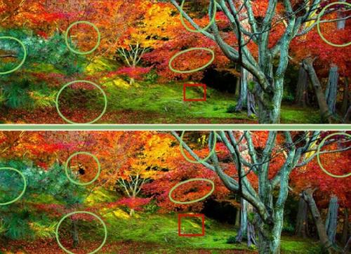 5 отличий онлайн ответ Осенний Лес картинка.jpg