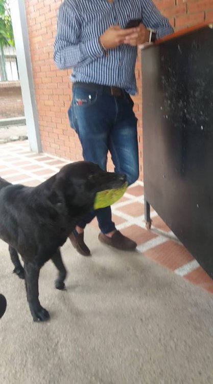 Собака покупает еду за листву листья
